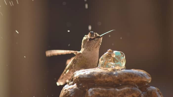  hummingbird bath fountain