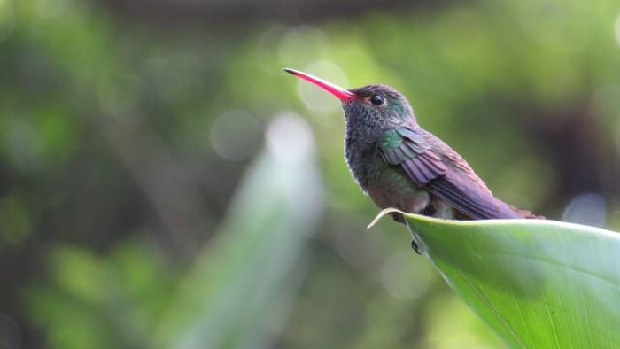  hummingbird chirp