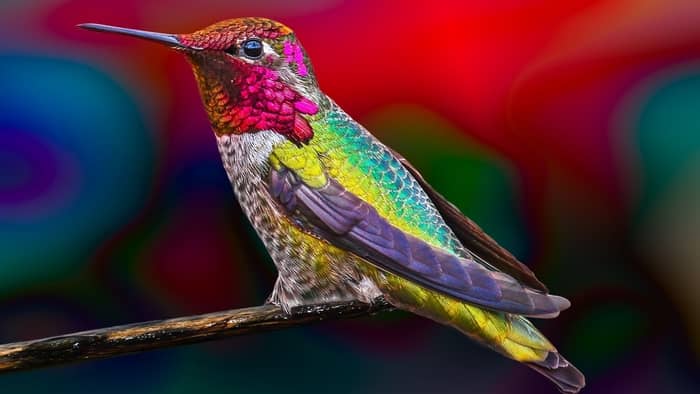 hummingbird colors male female