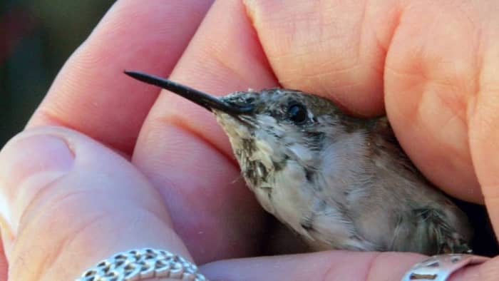  hummingbird feet facts