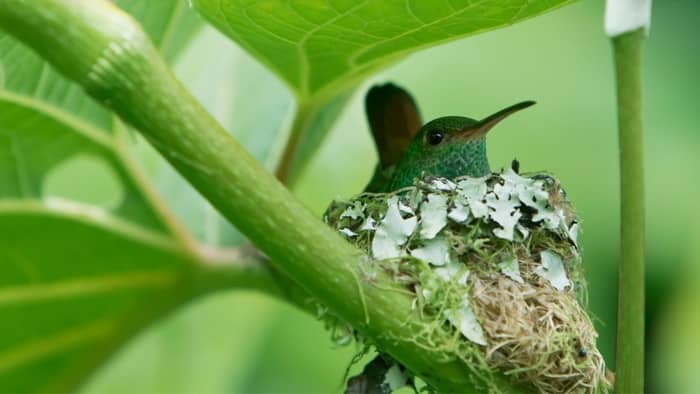  hummingbird nest