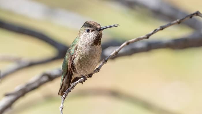  hummingbird season in washington