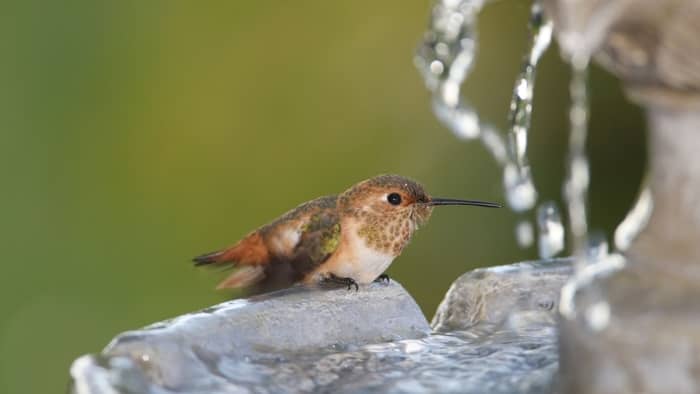  hummingbird water fountain