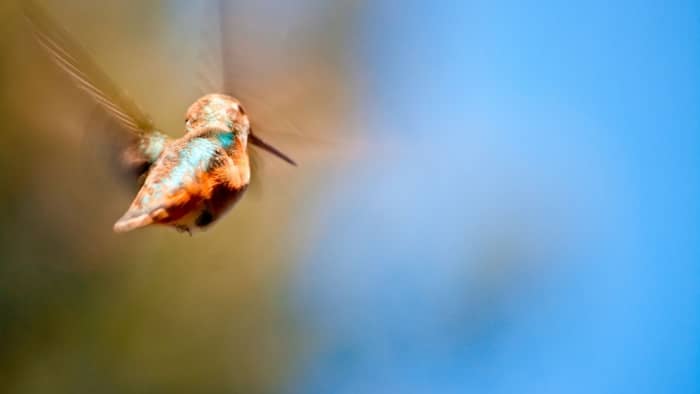 hummingbirds in michigan identification