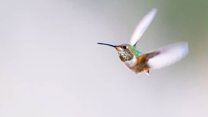 hummingbirds in michigan migration