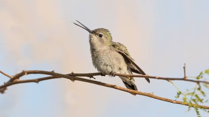  hummingbirds in washington identification