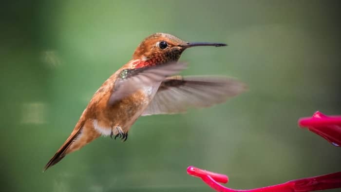  hummingbirds of washington state