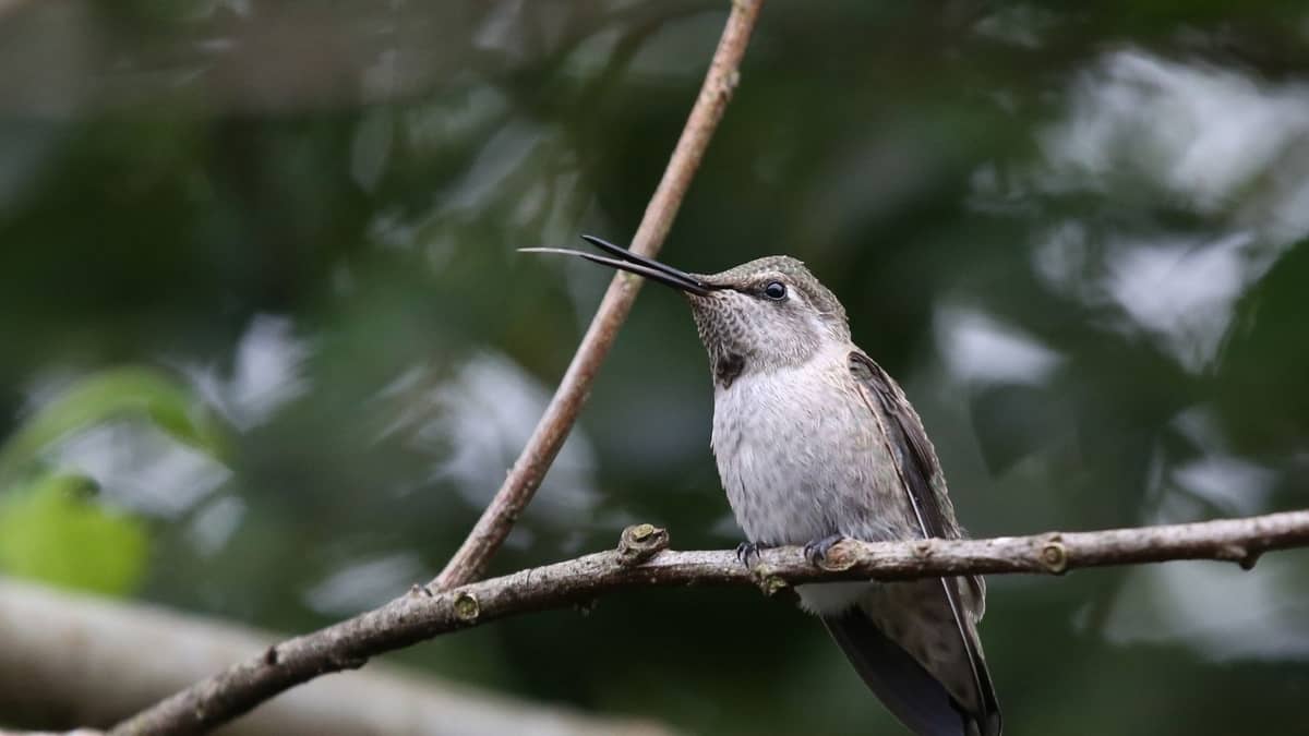 hummingbirds of washington state