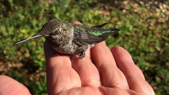 injured hummingbird