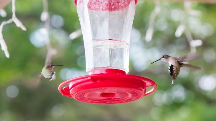  mold in hummingbird feeder