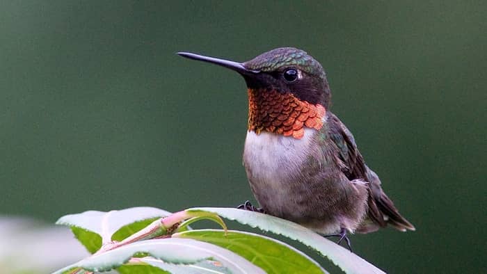  ruby throated hummingbird
