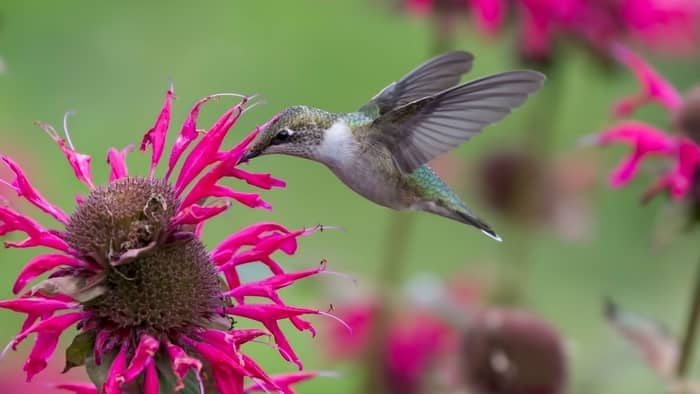  rufous and anna's hummingbird