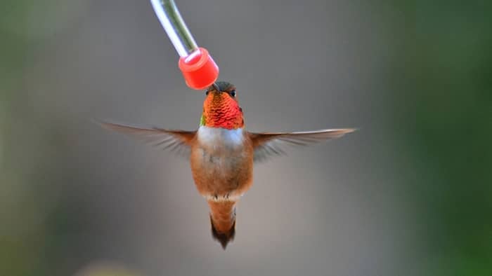  wine bottle hummingbird feeder diy