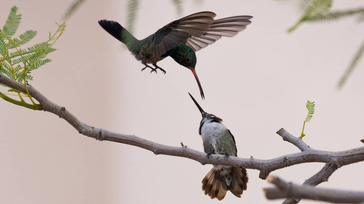 Are Hummingbirds Aggressive