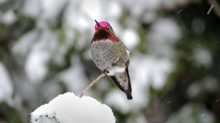  Can hummingbirds freeze to death