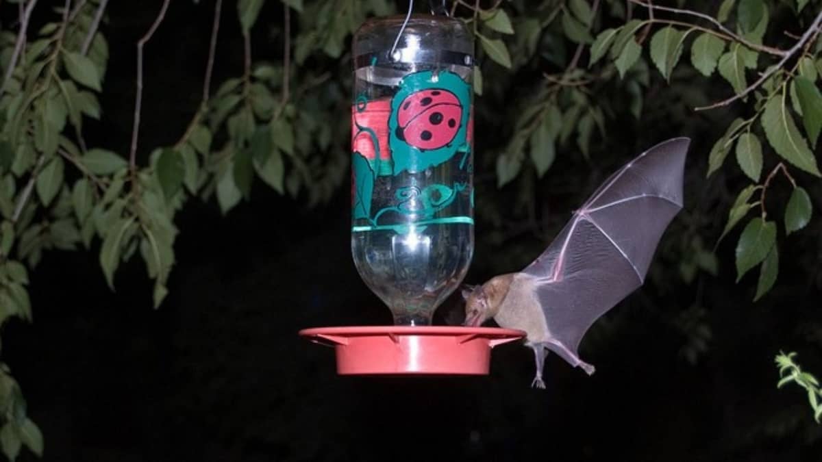 Do Bats Drink From Hummingbird Feeders