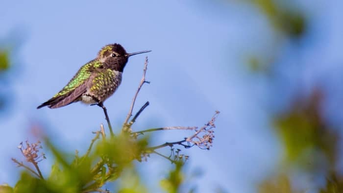 Do hummingbirds stay in Oklahoma for the winter