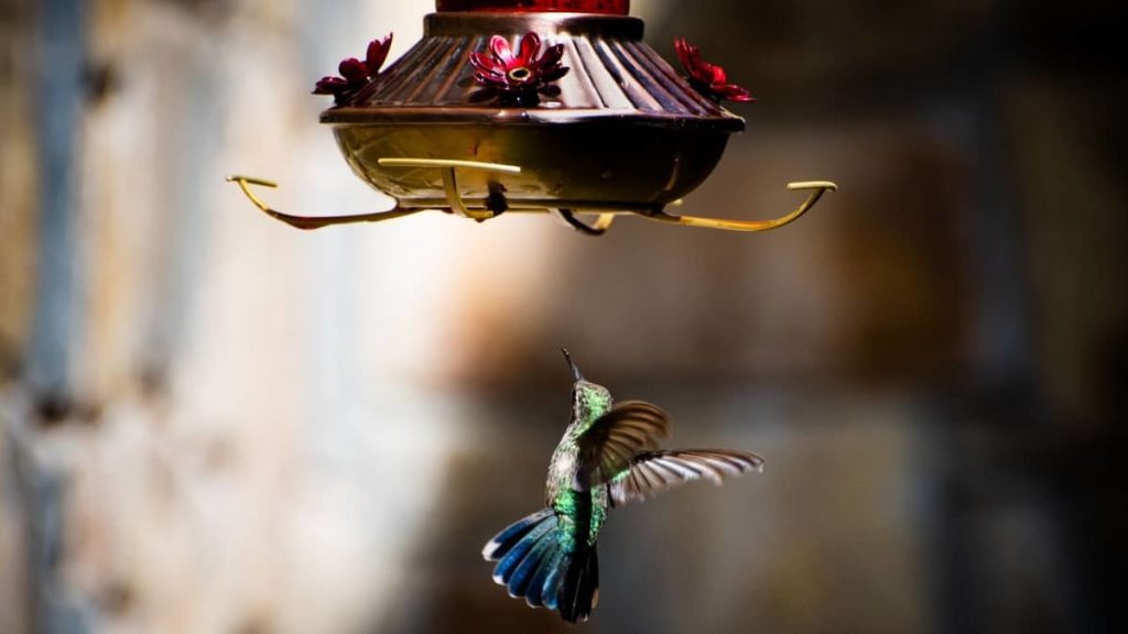 Does Hummingbird Food Go Bad? Hummingbirds Info