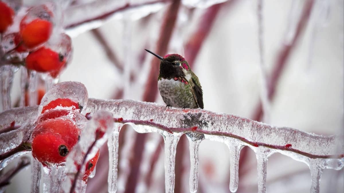 How Do Hummingbirds Survive The Winter