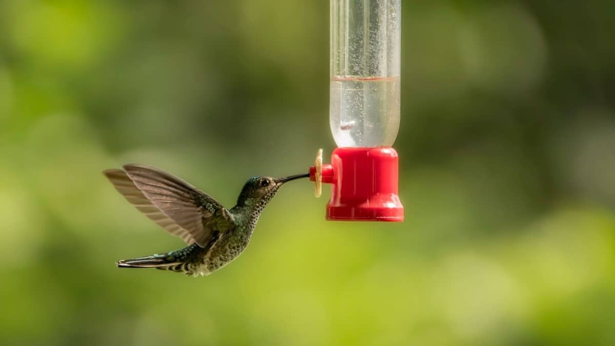 How Often Should You Change Hummingbird Food In Summer