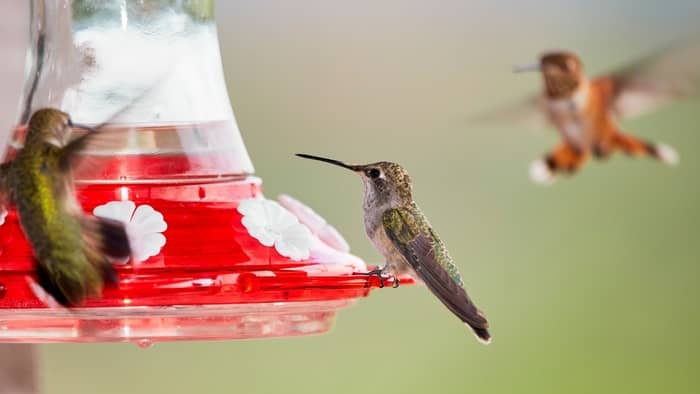  How can you tell if hummingbird nectar is bad