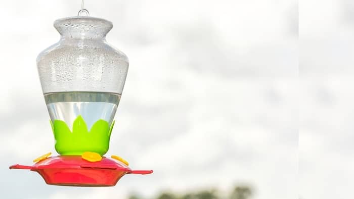  How do I get rid of black mold on my hummingbird feeder