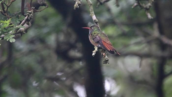  How do you attract hummingbirds in Texas?