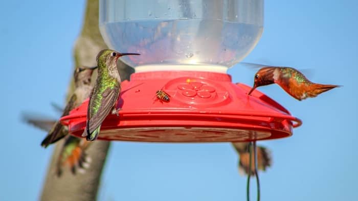  How do you clean a bird feeder with bleach