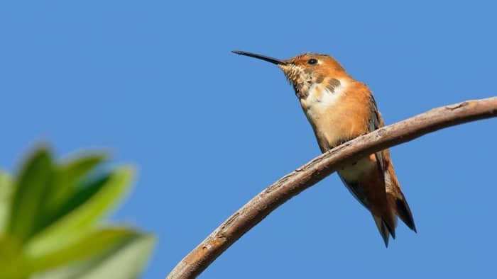  How long do hummingbirds stay in New England