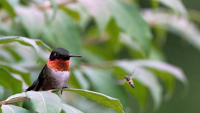  How long do hummingbirds stay on Long Island