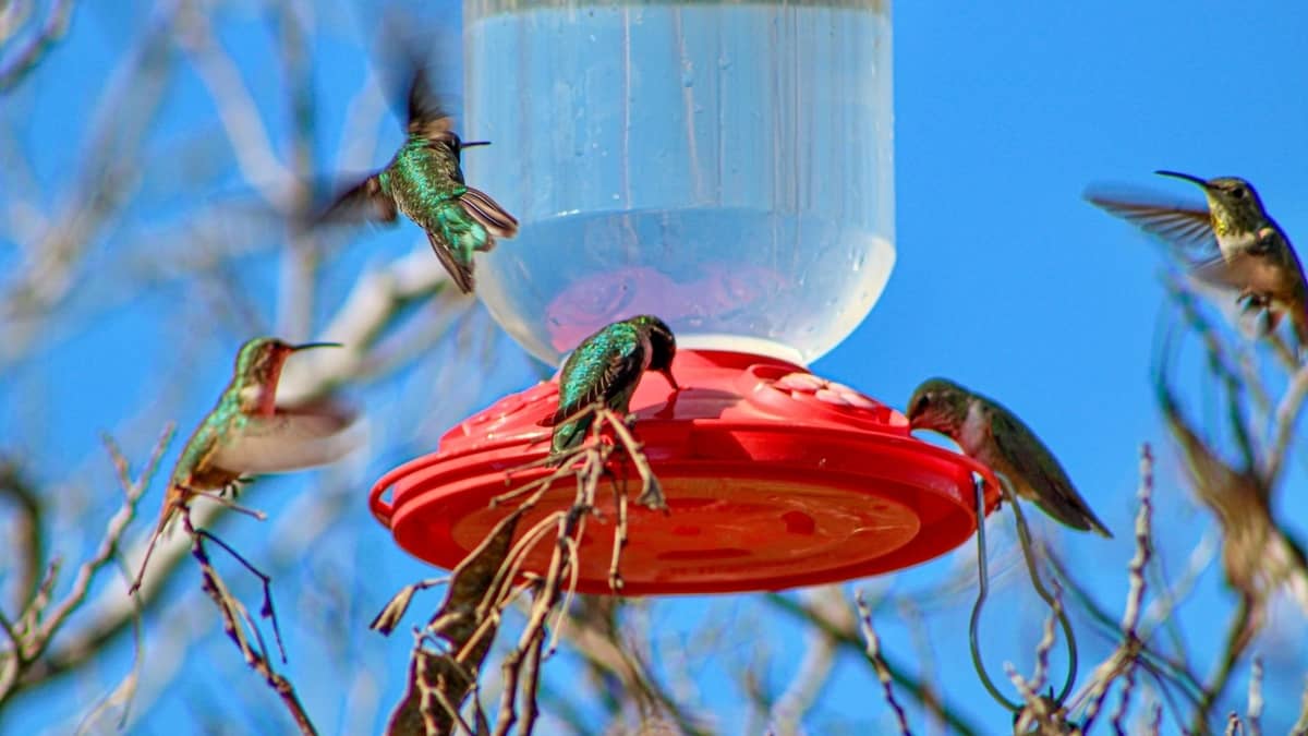 Hummingbird Behavior At Feeders