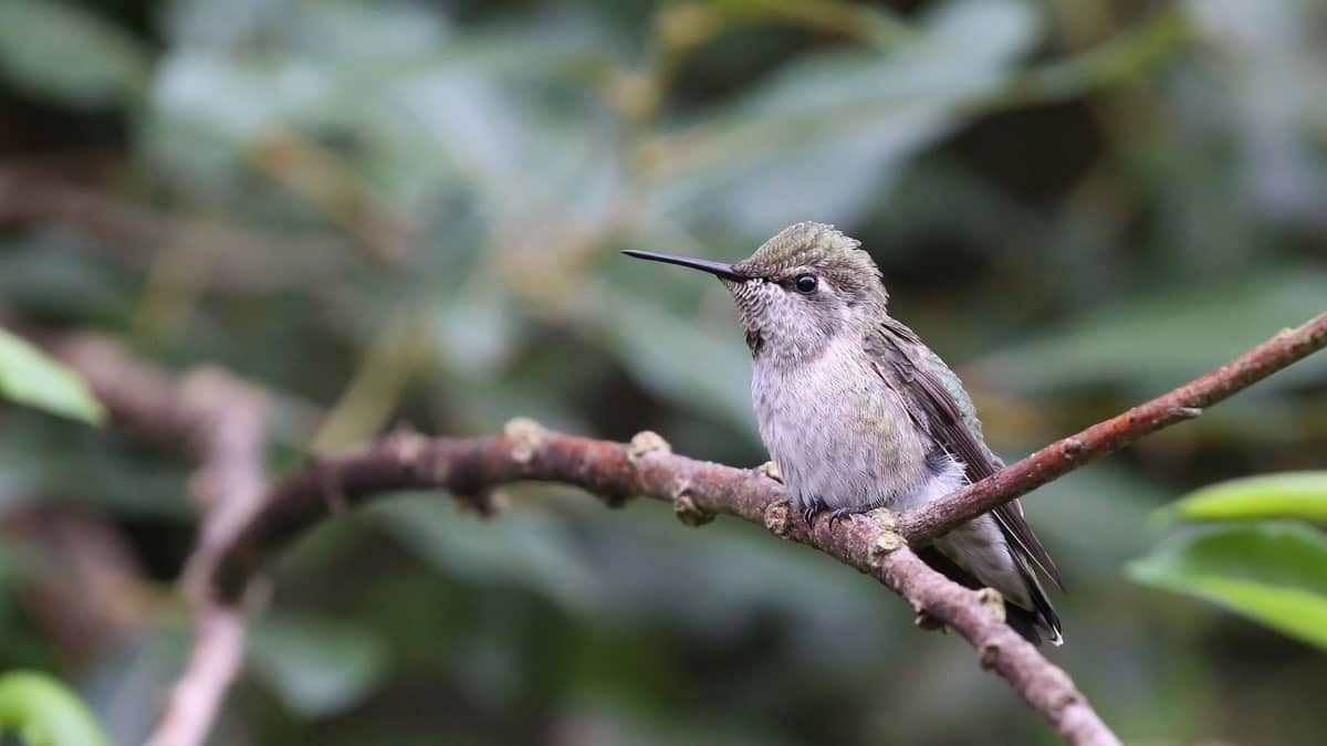 Hummingbird Species In California
