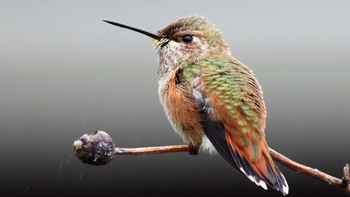Hummingbirds In New England
