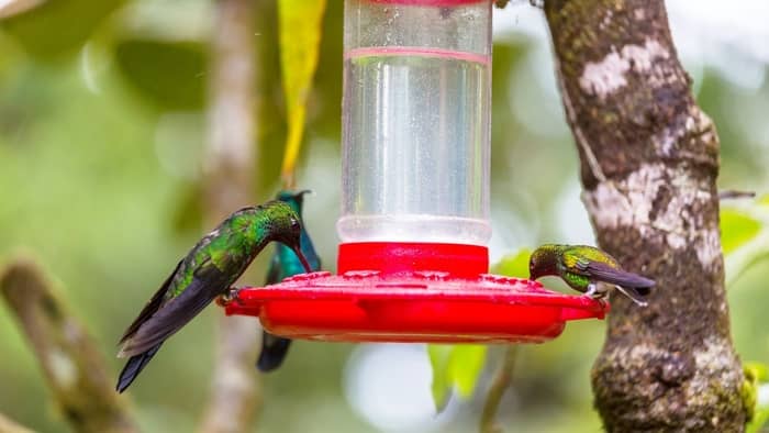  Is tap water safe for hummingbirds