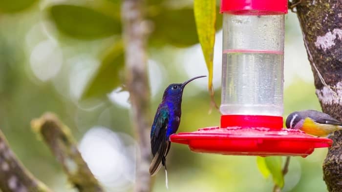  Should I boil hummingbird food