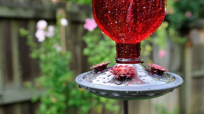  Should I hang my hummingbird feeder high or low