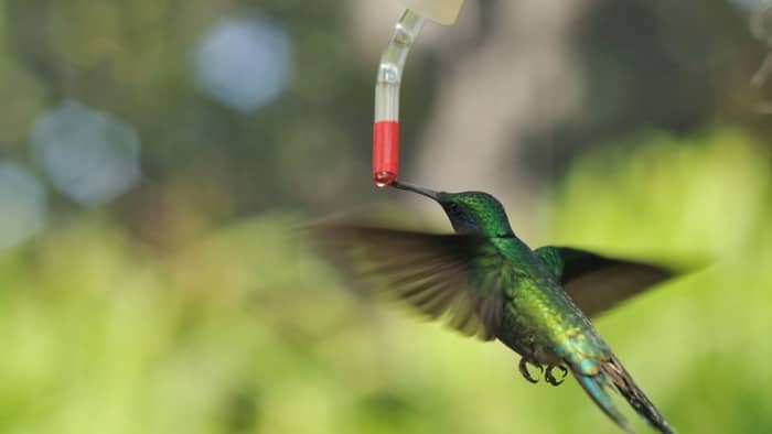  Should you feed hummingbirds all summer