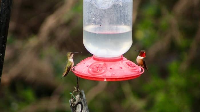What Time Of Day Are Hummingbirds Most Likely To Feed?