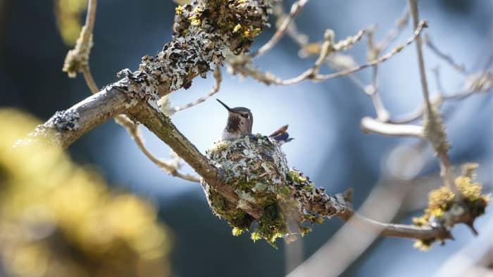  What months do hummingbirds breed