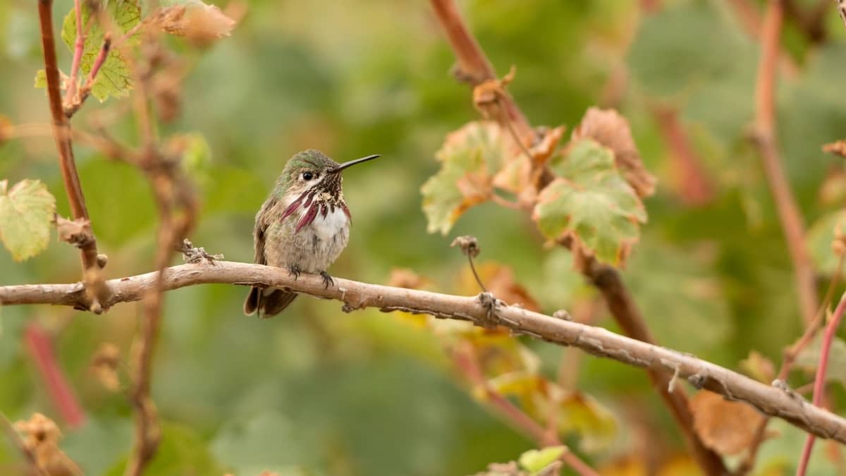 When Do Hummingbirds Leave Minnesota