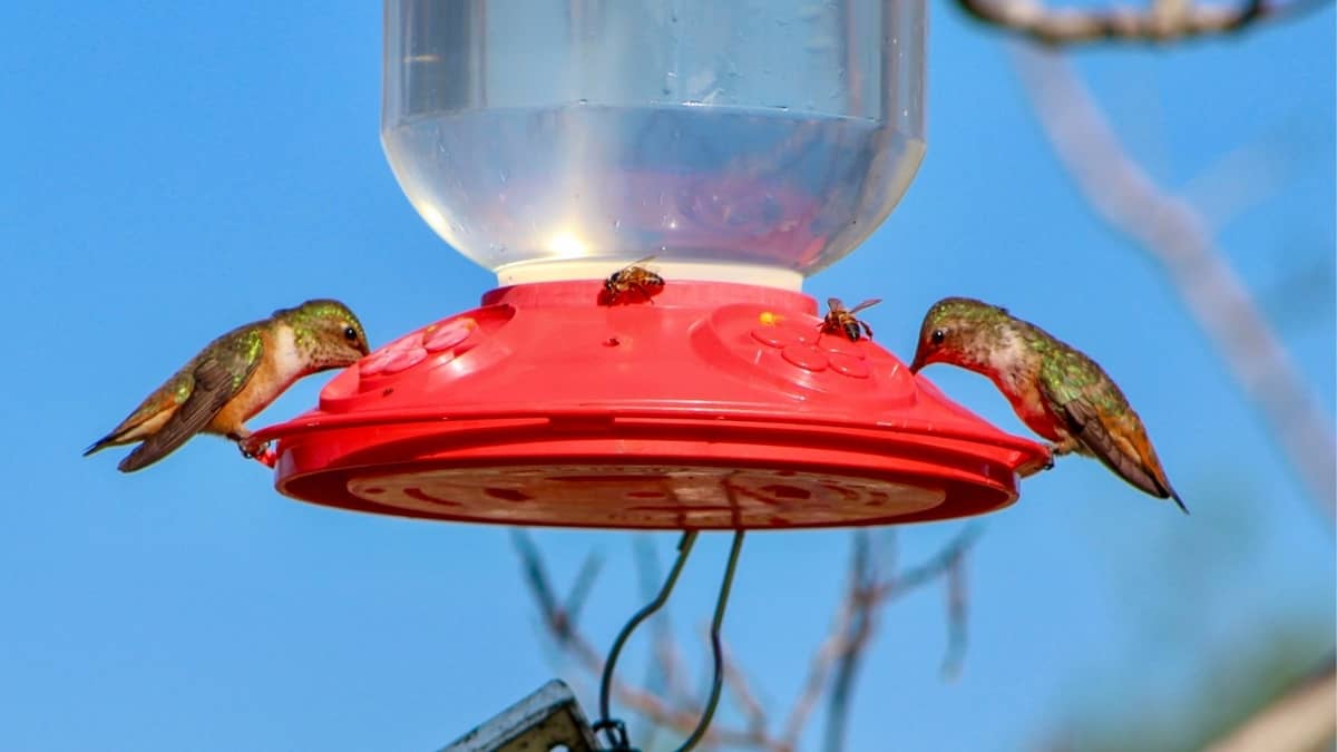 When To Put Out Hummingbird Feeders In Texas