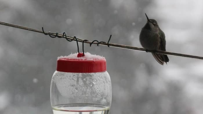  Where do hummingbirds go in the winter and how do they get there