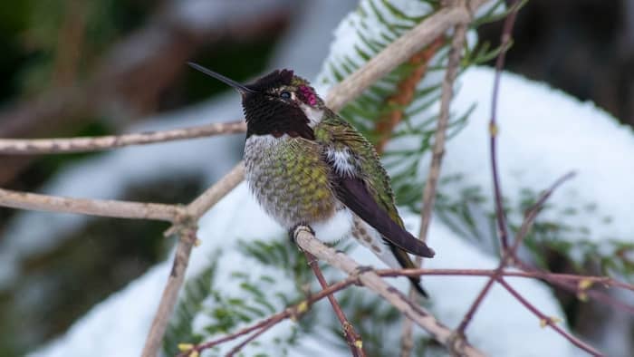  Where do hummingbirds sleep in winter