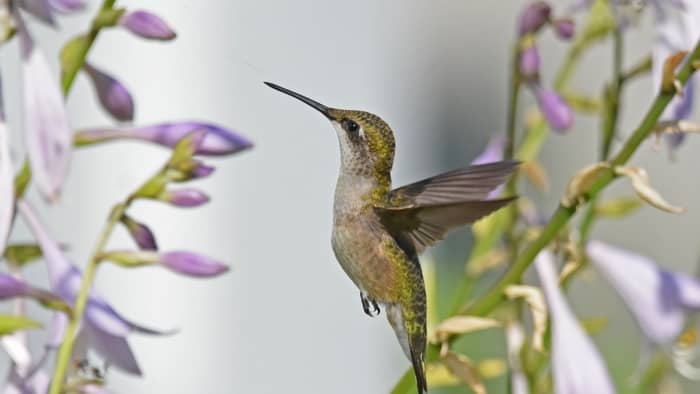  attracting hummingbirds on long island