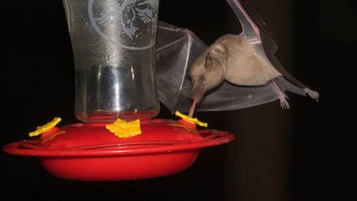  bat proof hummingbird feeder