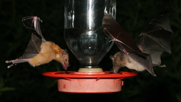  bats eating from hummingbird feeder