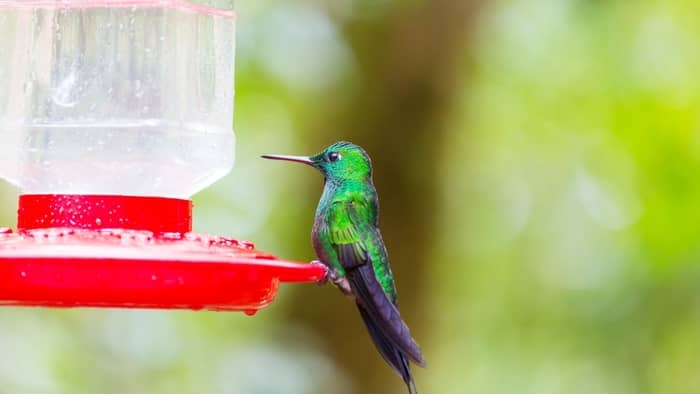  changing hummingbird nectar