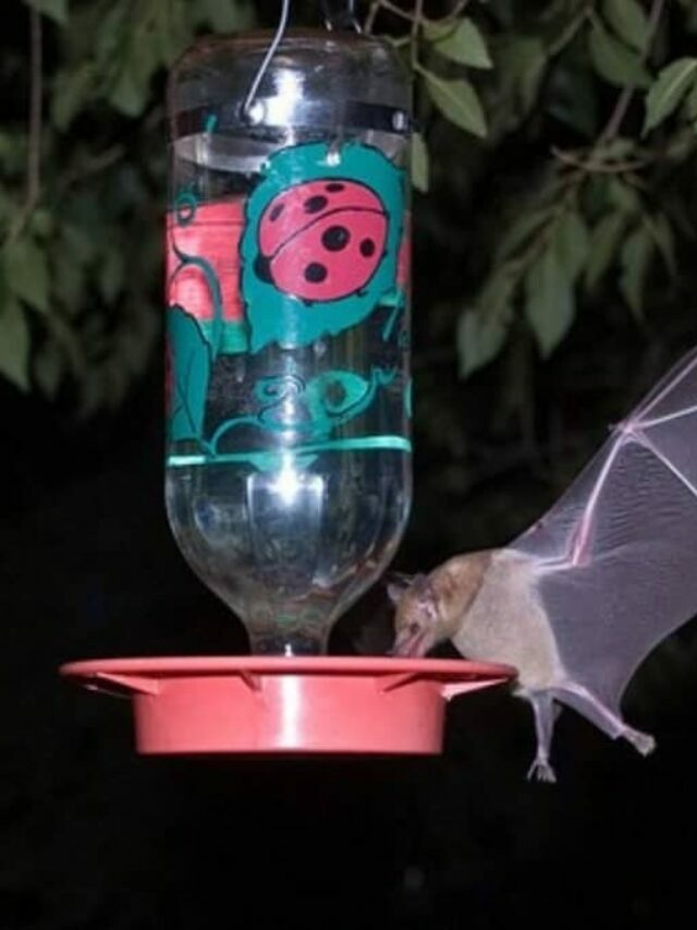 Discover If Bats Are Visiting Your Hummingbird Feeder