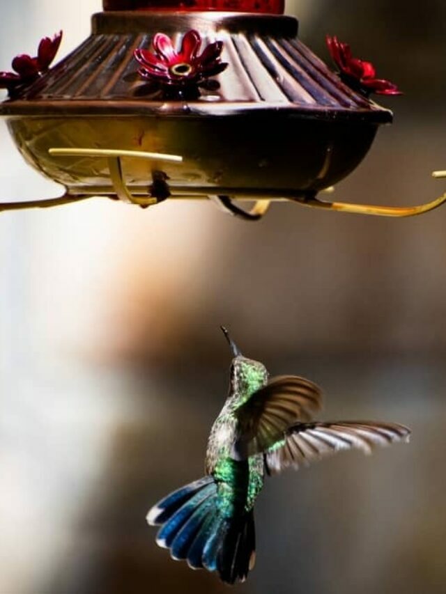 Stop Hummingbird Food From Spoiling