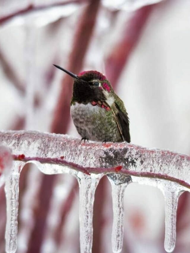 3 Ways You Can Do To Help A Hummingbird During Cold Weather